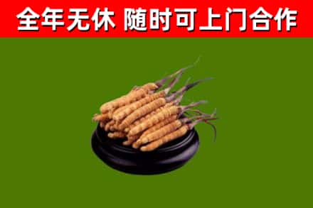 平坝区烟酒回收冬虫夏草.jpg