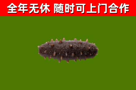 平坝区回收海参干